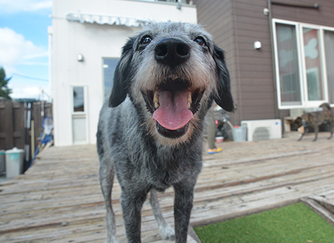 バスコ　看板犬