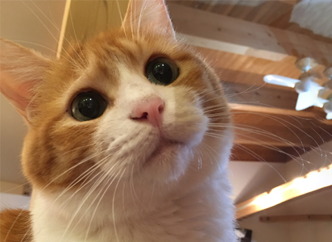 がんぱち　看板猫