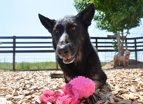 ワンパ　看板犬